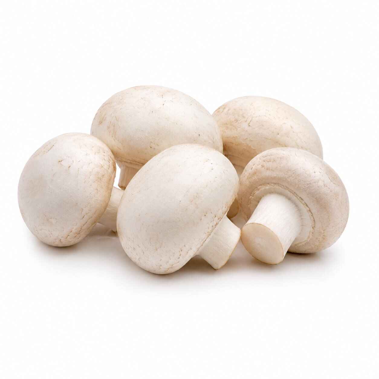 White Button — fresh mushroom from MUCORA