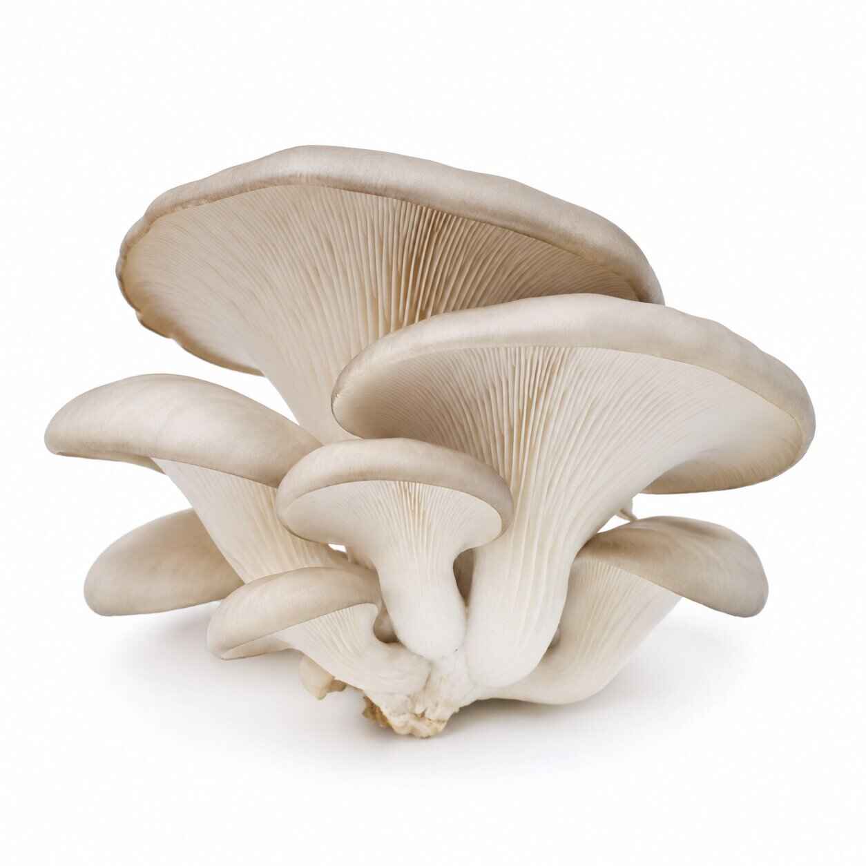 Grey Oyster — fresh mushroom from MUCORA