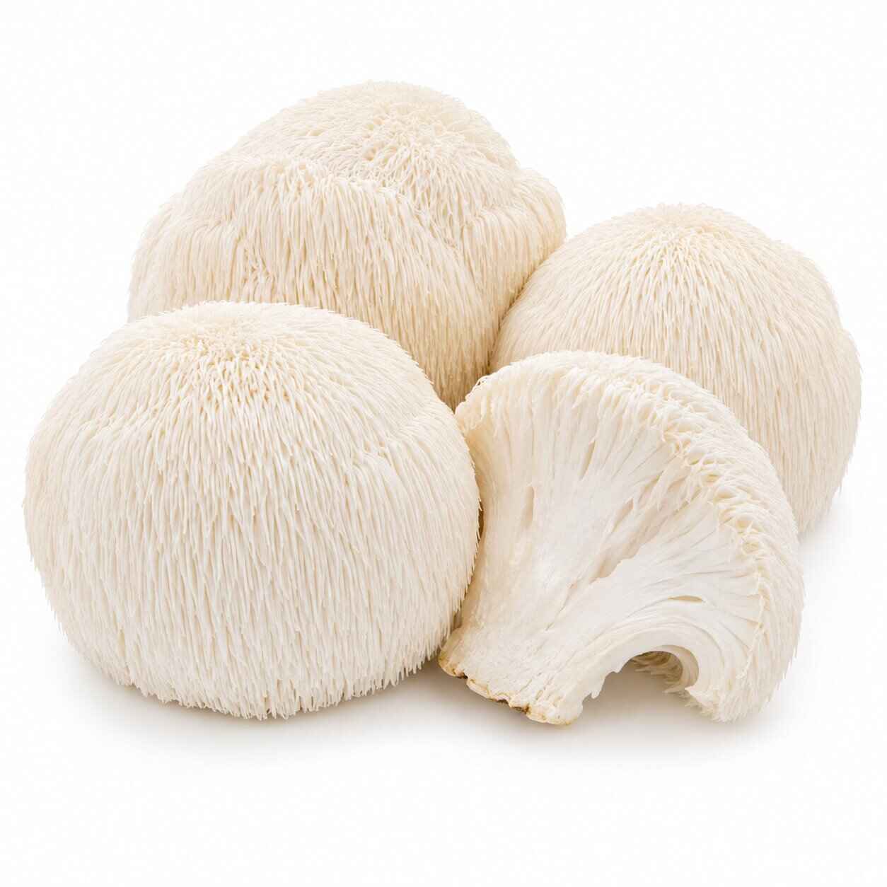 Lion's Mane — fresh mushroom from MUCORA