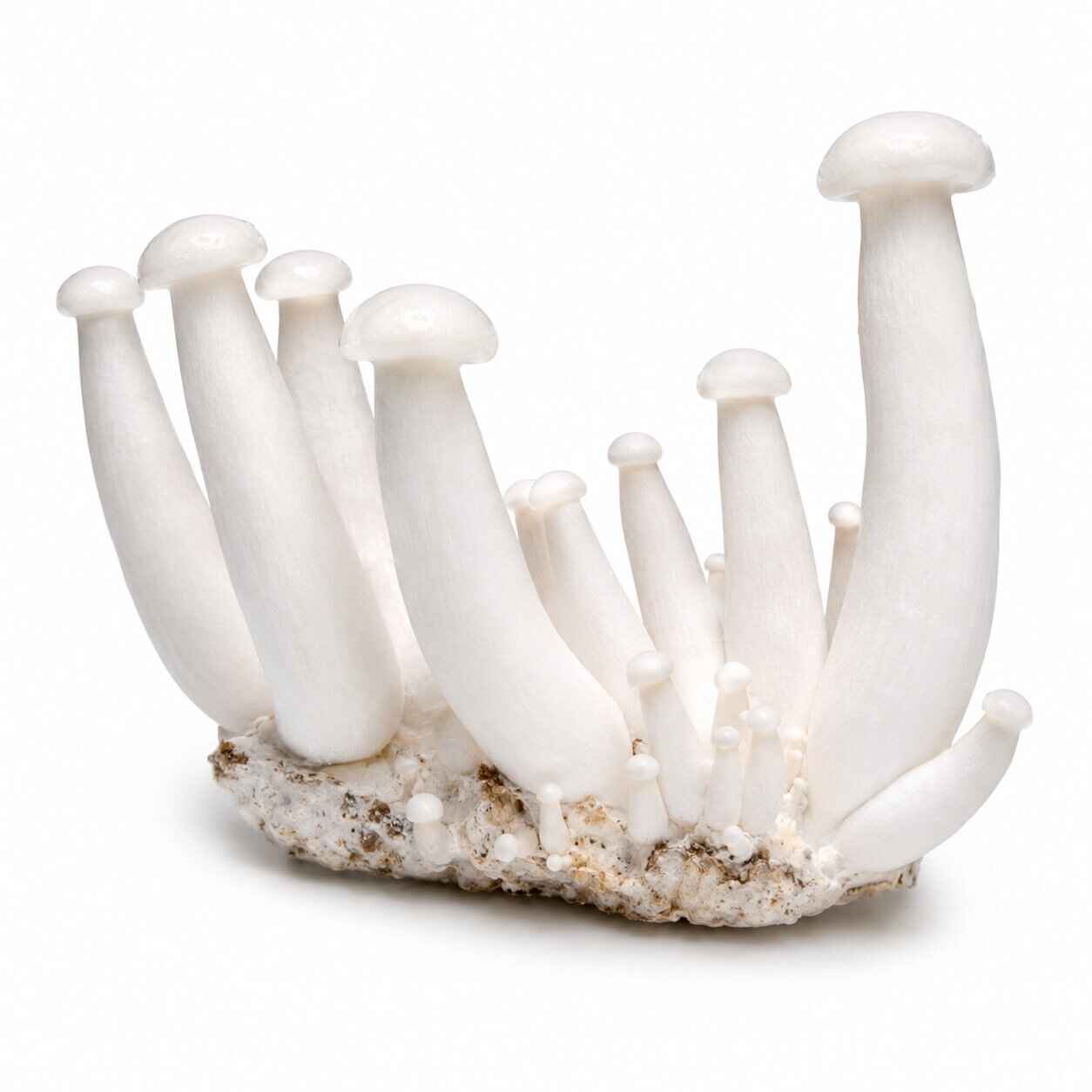Milky Mushroom — fresh mushroom from MUCORA