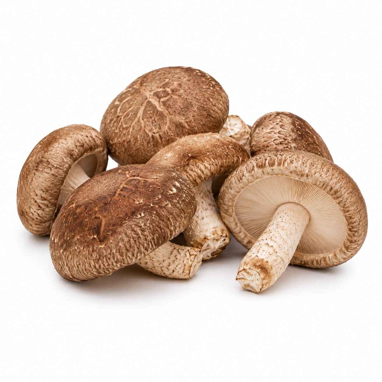 Shiitake — fresh mushroom from MUCORA